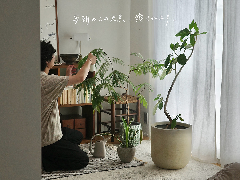 新しくやってきた木の話