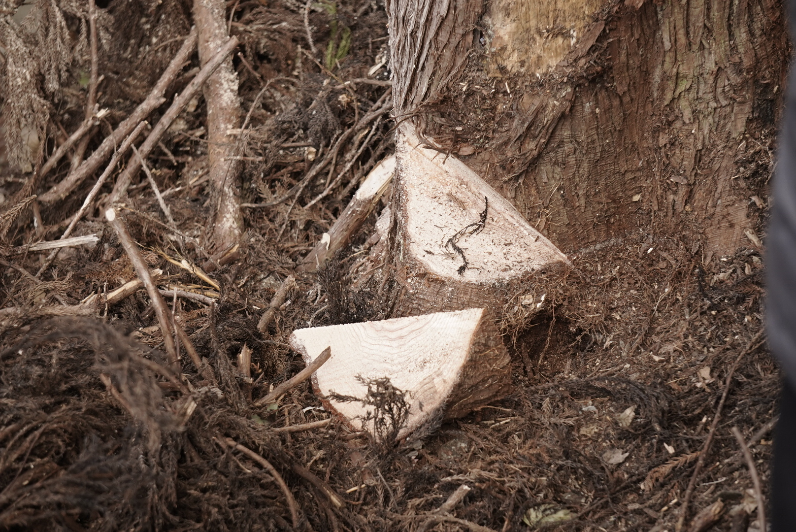 「山のダイゴミプロジェクト」から生まれた「山の木っ端（こっぱ）」シリーズ 新発売
